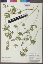 Lupinus argenteus subsp. rubricaulis image