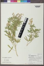 Lupinus argenteus subsp. rubricaulis image