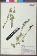 Lupinus argenteus subsp. rubricaulis image