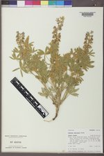 Lupinus sericeus image