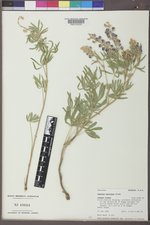 Lupinus sericeus image