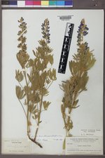 Lupinus sericeus image