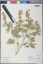 Lupinus sericeus image