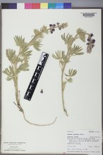 Lupinus sericeus image