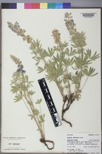 Lupinus sericeus image