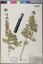 Lupinus sericeus image