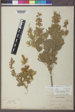 Lupinus sericeus image