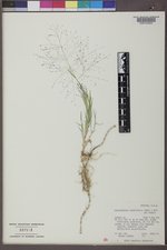 Muhlenbergia asperifolia image