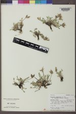 Oxytropis campestris var. cusickii image