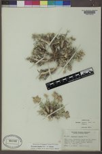Oxytropis lagopus image