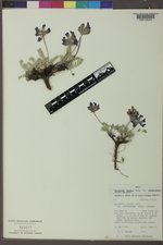 Oxytropis lagopus var. atropurpurea image