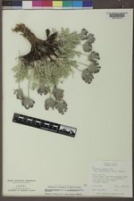 Oxytropis lagopus var. atropurpurea image