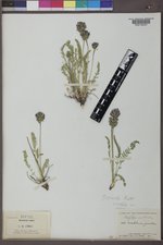 Oxytropis borealis image