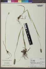 Phleum alpinum image