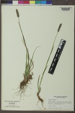 Phleum alpinum image