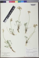 Oxytropis sericea image