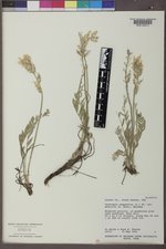 Oxytropis campestris var. spicata image