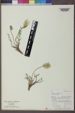Oxytropis sericea var. sericea image