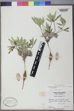 Pediomelum hypogaeum image