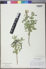 Thermopsis rhombifolia var. rhombifolia image