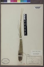 Piptatheropsis exigua image