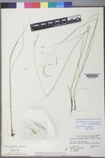 Piptatheropsis micrantha image