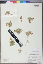 Trifolium barnebyi image