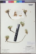 Trifolium barnebyi image