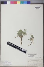 Trifolium gymnocarpon var. gymnocarpon image