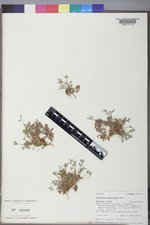 Trifolium gymnocarpon subsp. plummerae image