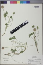 Trifolium fragiferum image