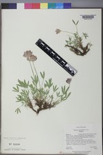 Trifolium dasyphyllum image