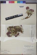 Trifolium dasyphyllum var. anemophilum image