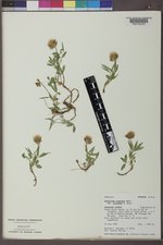 Trifolium longipes subsp. reflexum image