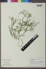 Vicia americana subsp. minor image