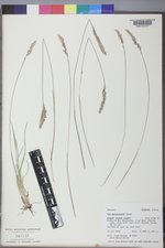 Poa abbreviata var. pattersonii image
