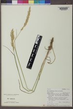 Poa secunda subsp. juncifolia image