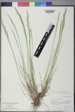 Poa secunda subsp. juncifolia image