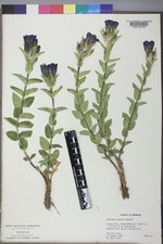 Gentiana parryi image