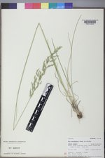 Poa secunda subsp. juncifolia image