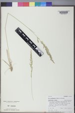 Poa secunda subsp. juncifolia image