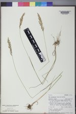 Poa secunda subsp. juncifolia image