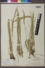 Poa secunda subsp. juncifolia image