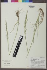 Poa secunda subsp. juncifolia image