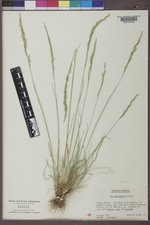 Poa secunda subsp. juncifolia image