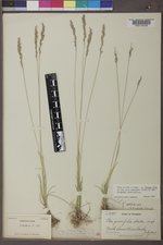 Poa secunda subsp. juncifolia image