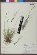 Poa secunda subsp. secunda image