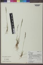 Poa secunda subsp. secunda image