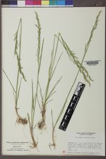 Poa secunda subsp. secunda image