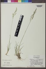 Poa secunda subsp. secunda image